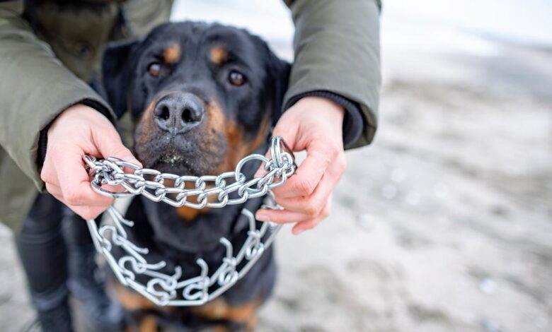 Tahiti : un enfant de deux ans tué par un chien chez sa nourrice