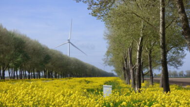 Weekendweerbericht: lenteweer met een frisse wending en buien