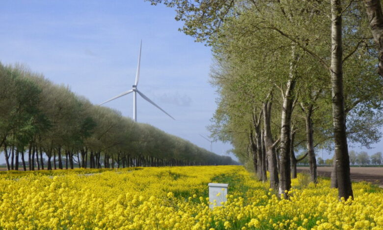 Weekendweerbericht: lenteweer met een frisse wending en buien