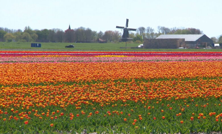 De Tulpenbokkentocht op het Hoogeland: Een kleurrijk succes
