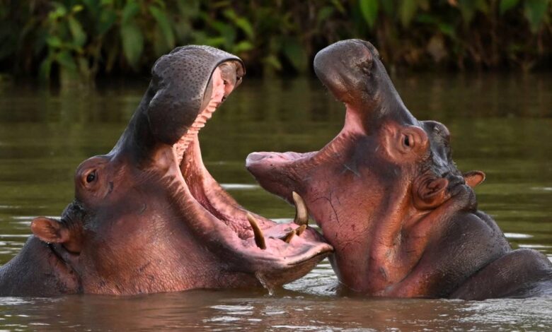 Anant Ambani offers sanctuary for Colombia’s Escobar hippos