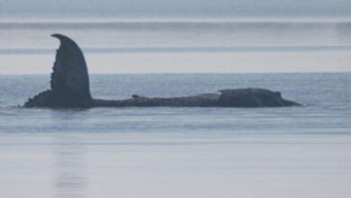 Gestrandeter Buckelwal: Warum Experten skeptisch bleiben