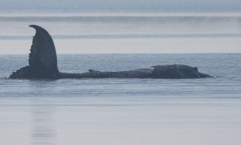 Gestrandeter Buckelwal: Warum Experten skeptisch bleiben