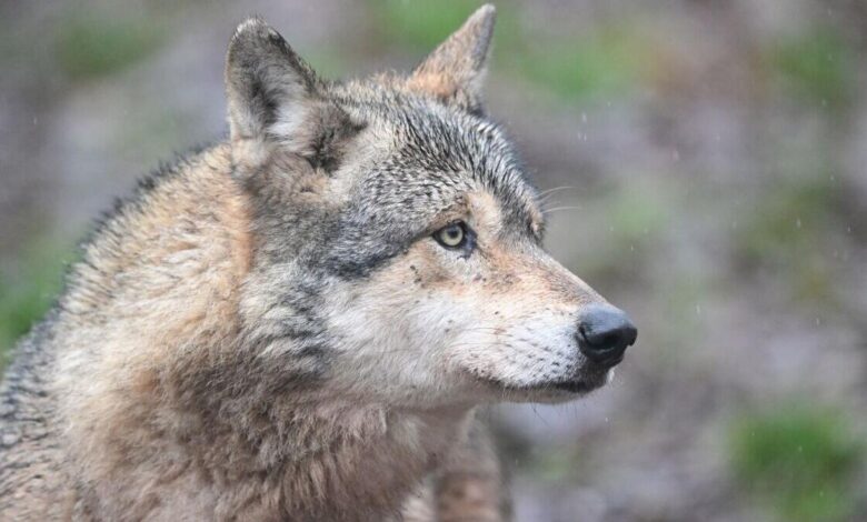 Wolf, Schakal oder Fuchs? Rätselraten nach Ziegenriss in Dienten