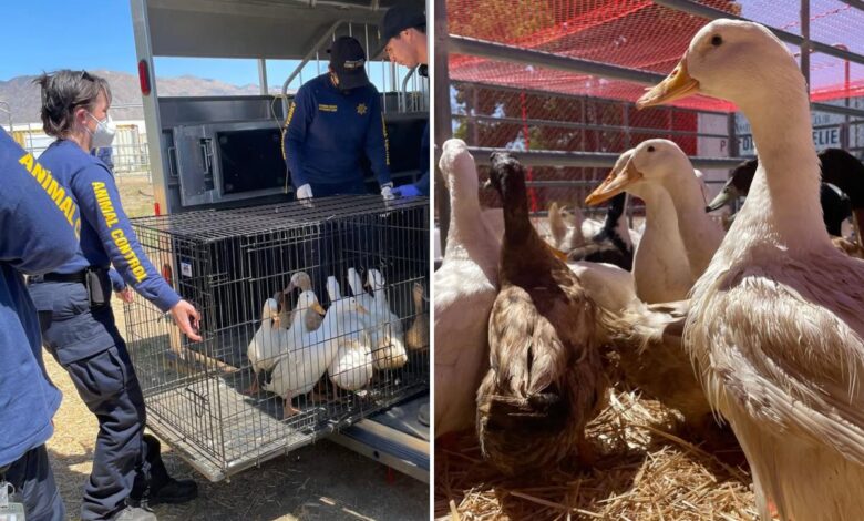 Activists furious as rescued ducks were sold off like chicken—what happened in Riverside