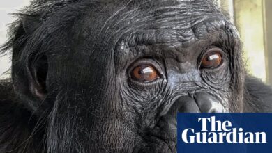 Bonobos “pretend” in tea parties—what it reveals about apes and us
