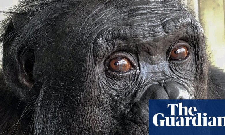 Bonobos “pretend” in tea parties—what it reveals about apes and us