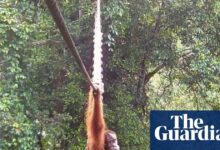 Sumatran orangutan filmed crossing canopy bridge for first time