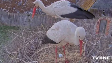 Tiešraidē vērojamā stārķu pāra ligzdā izdēta pirmā ola