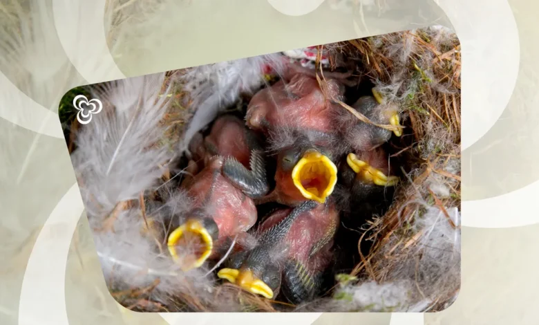 RAIERAHU POOLT: Kas on aeg lõpetada lindude pesitsusaja häirimine?