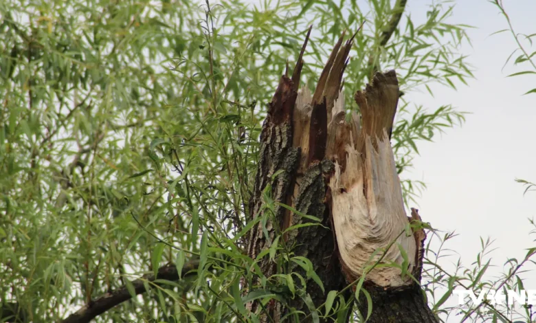 Vēja postījumu dēļ glābēji saņēmuši 13 izsaukumus