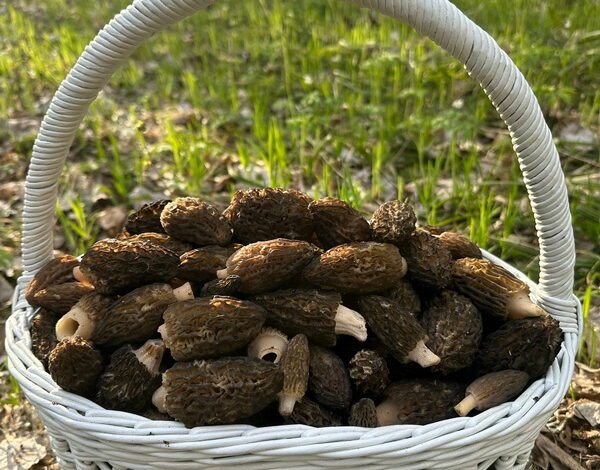 Сезон только набирает обороты, а грибники уже возвращаются из леса с полными корзинами