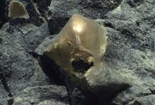 Golden Orb Mystery Solved: Deep-Sea Anemone Identified