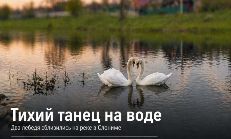 Любовь на воде: трогательный танец лебедей в Слониме