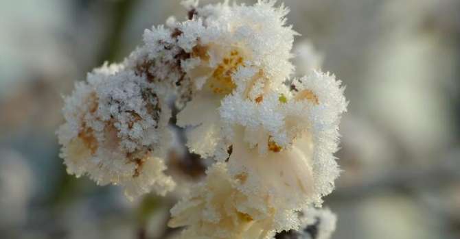 Штормовое предупреждение: заморозки захватили Беларусь