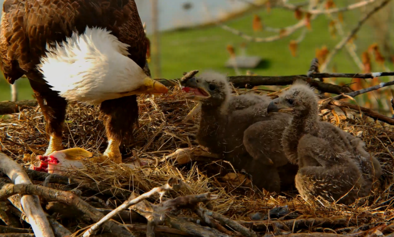 Bald Eagle Nest Cams Spark Citizen Science
