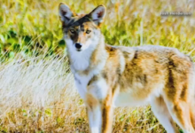 Ghost wolves in Galveston: wildlife signs aim to save coyotes with red-wolf DNA