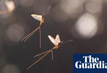 Mayfly Dance Mystery Cracked by Scientists