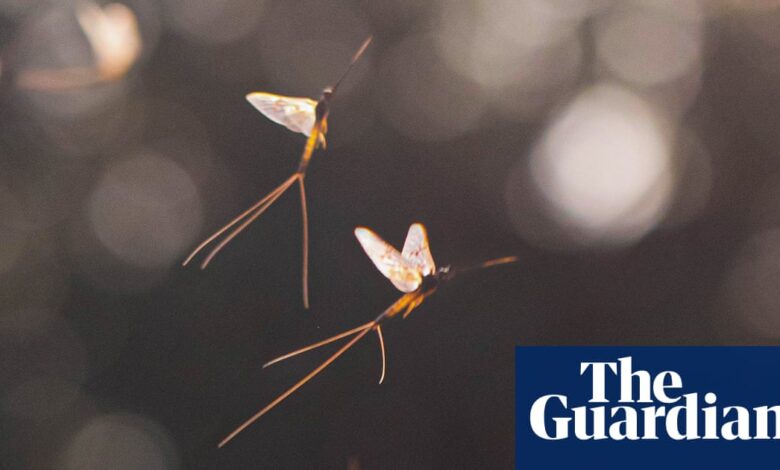 Mayfly Dance Mystery Cracked by Scientists