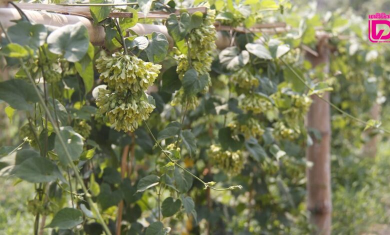 เจาะลึกประโยชน์ ดอกขจร สมุนไพรไทยใกล้ตัวที่มากกว่าแค่ความอร่อย