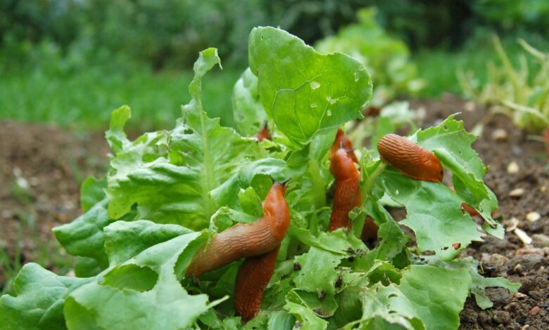 Banish Snails and Slugs With This Natural Garden Secret