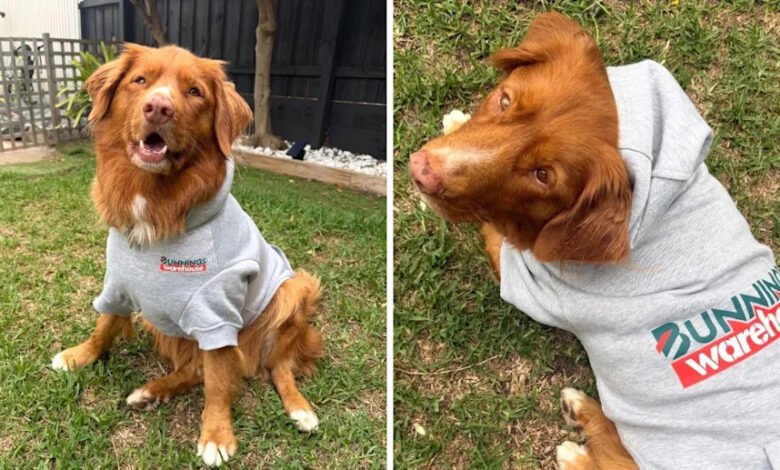 Bunnings launches  limited edition pet hoodies for dogs