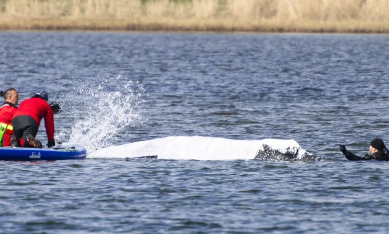 Duwbak onderweg voor reddingspoging Timmy: bultrug weer in actie voor Duitse kust