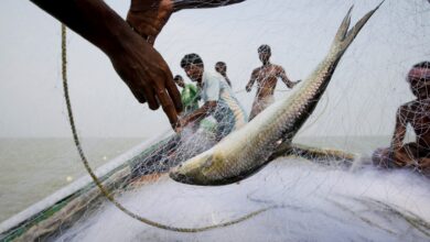 Fish Hooks Voters in West Bengal: Can It Decide the Election?