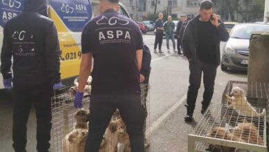 Scene suprarealistă într-un apartament din București: 25 de câini înghesuiți între patru pereți