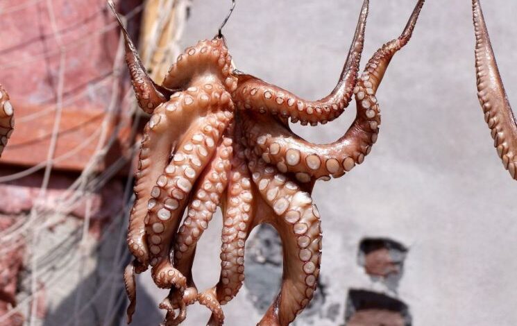 19m 거대 문어, 백악기 바다 지배했나…최상위 포식자설의 진실