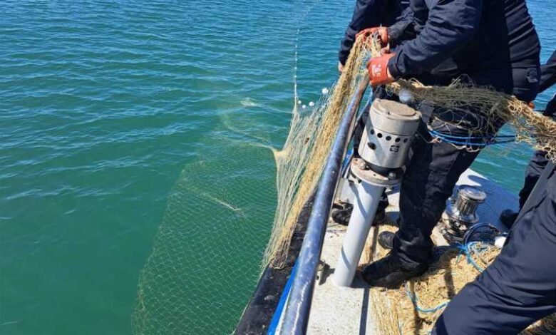 Salvare dramatică în Marea Neagră: Specii protejate, eliberate din plase ilegale