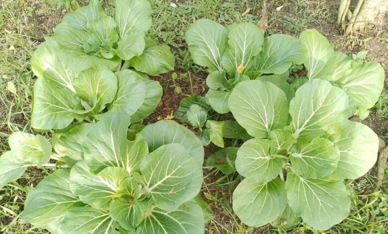 Lautoka residents adapt to rising cost of living with gardening and carpooling