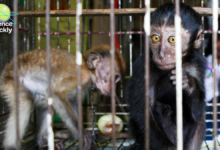 Wildlife Trade Accelerates Pathogen Spread, Researchers Warn