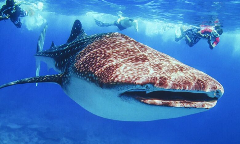Undervattensfoto i världsklass lockade storpublik i Örnsköldsvik