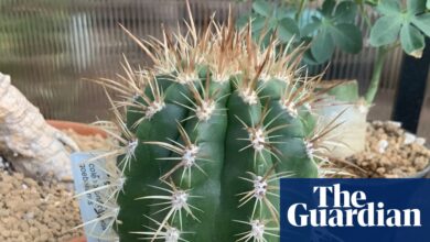 Plantwatch: the cactus that lures bats with its fuzzy acoustic hat