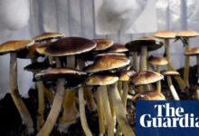 Trump order sparks psychedelic future—can research move fast?