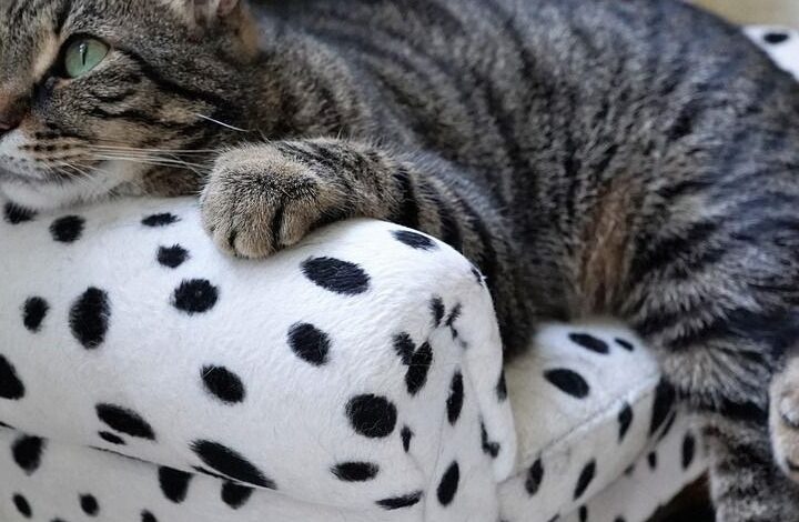 Viraler Trend: Warum dieser Zahnbürsten-Trick Katzen begeistert