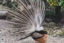 Costa Arriba de Colón: refugio animal y turismo más humano