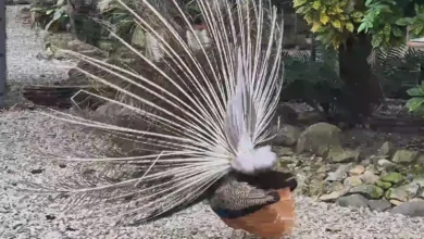 Costa Arriba de Colón: refugio animal y turismo más humano