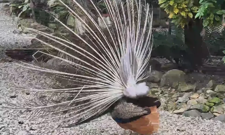 Costa Arriba de Colón: refugio animal y turismo más humano