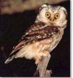 ملاحظات نقدية على أسلوب القرآن: ترجمة نولدكه للغة العربية