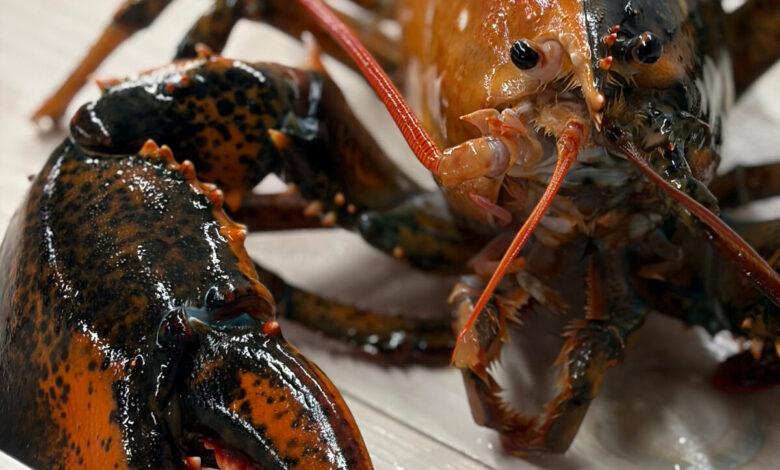 Rare Two‑Coloured Lobster Heads to Woods Hole Aquarium