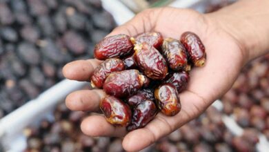 قفزة قياسية في صادرات التمور السعودية: مليارا ريال تعزز ريادة المملكة عالمياً