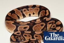 Snake Puzzles Reveal How Shape Limits Escape Routes