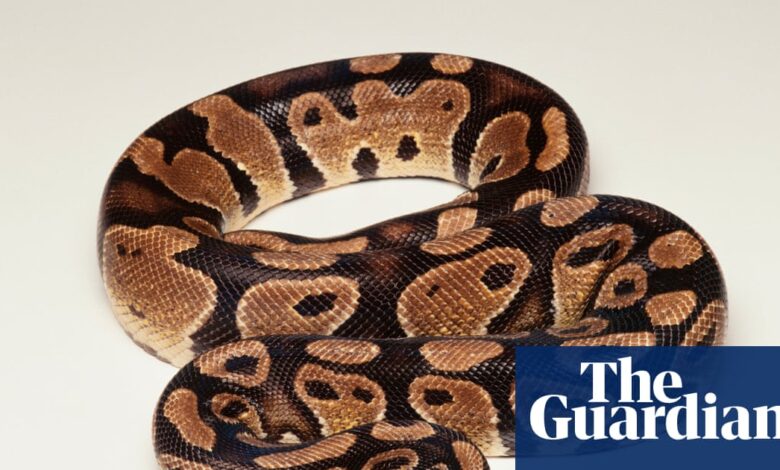 Snake Puzzles Reveal How Shape Limits Escape Routes