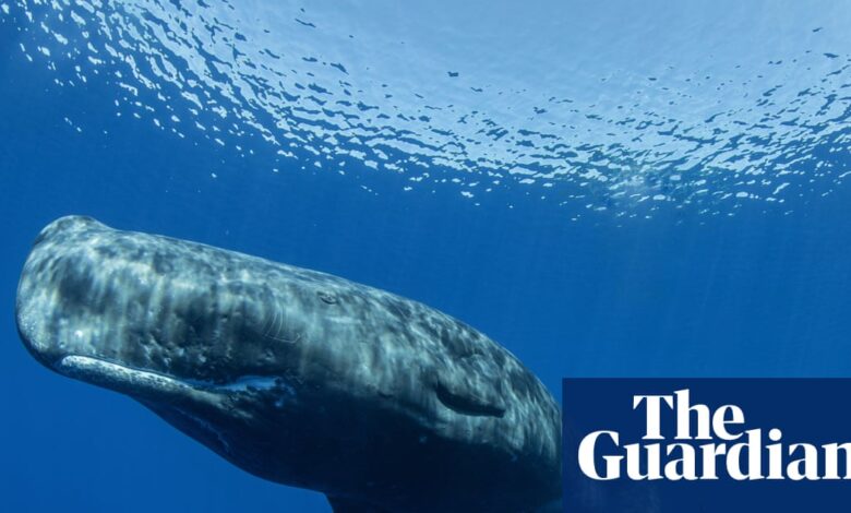 Sperm whale clicks mirror human speech patterns