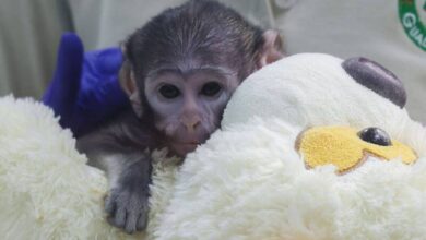 日本Panchi翻版！墨西哥赤猴寶寶Yuji遭遺棄，緊抱絨毛狗尋母愛