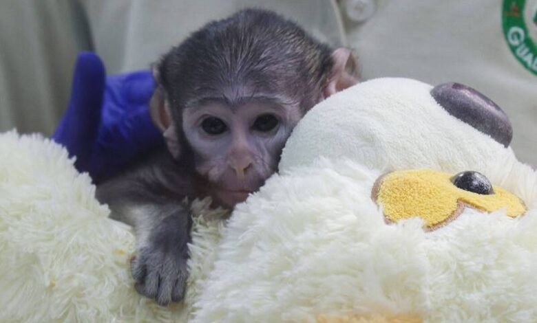 日本Panchi翻版！墨西哥赤猴寶寶Yuji遭遺棄，緊抱絨毛狗尋母愛