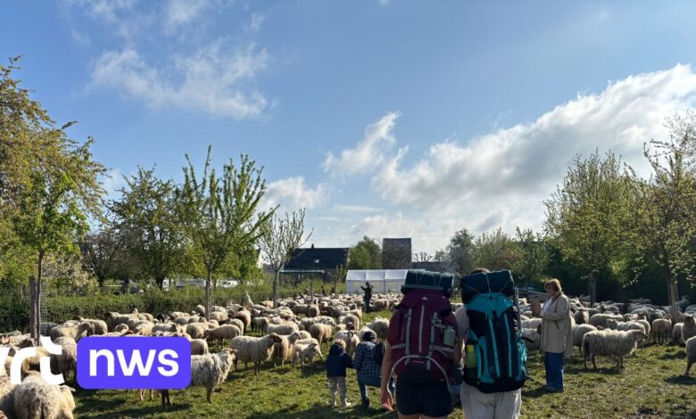 Traditionele schapentrektocht door Voerstreek trekt recordaantal wandelaars