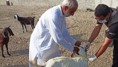 آغاز واکسیناسیون رایگان دام در سنندج؛ برنامه پیشگیری از بیماری‌های خطرناک